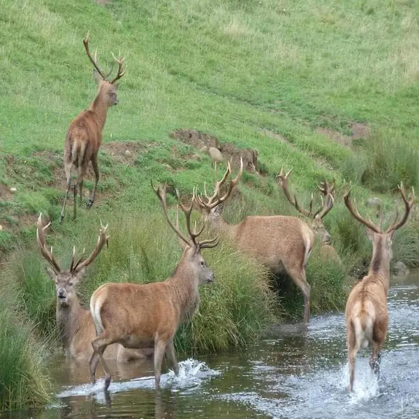 Deer in nature
